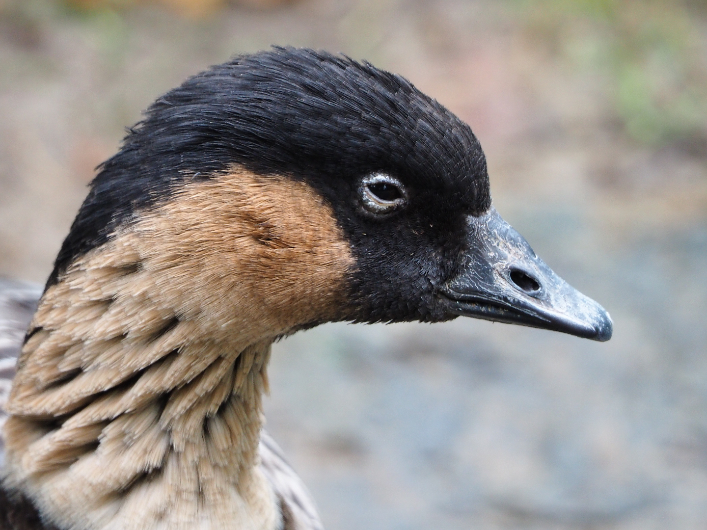 Nene or Hawaiian goose (Branta sandvicensis), 2019-10-05