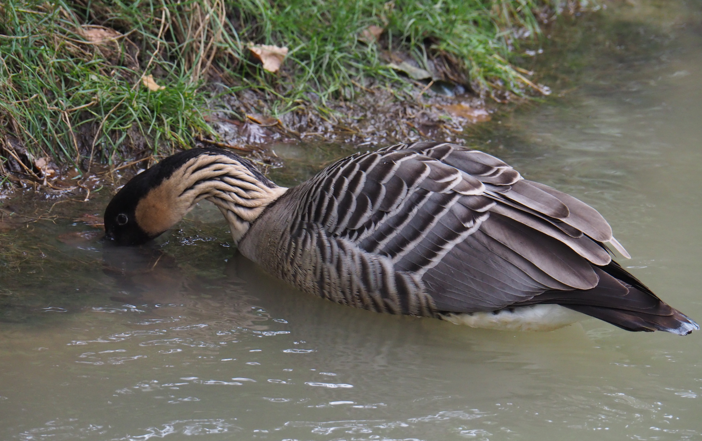 Nene or Hawaiian goose (Branta sandvicensis), 2020-09-03