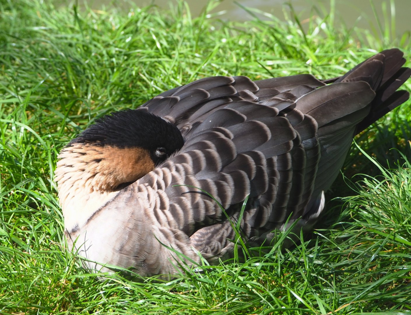 Nēnē or Hawaiian goose (Branta sandvicensis), 2021-09-02