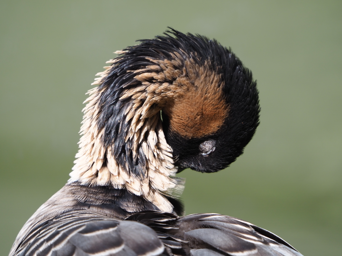 Nēnē or Hawaiian goose (Branta sandvicensis), 2021-09-02
