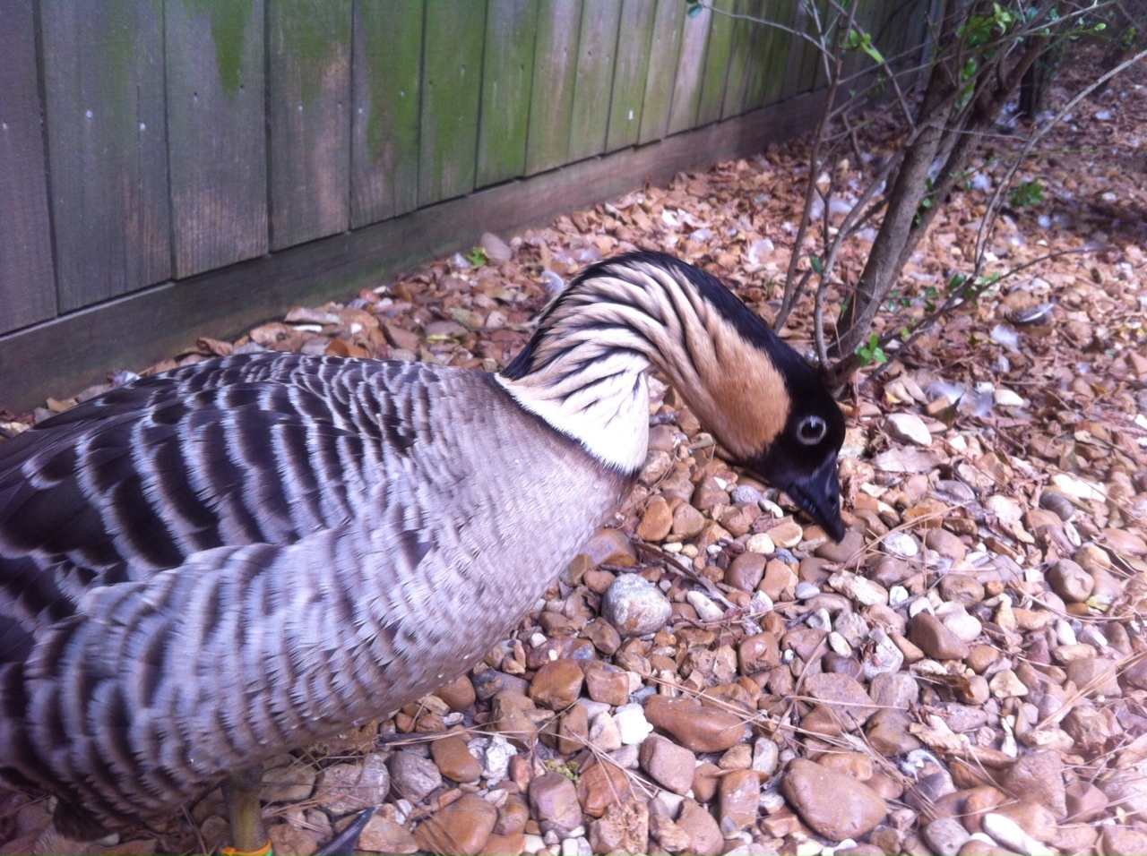 Nene or Hawaiian Goose (Branta sandvicensis)