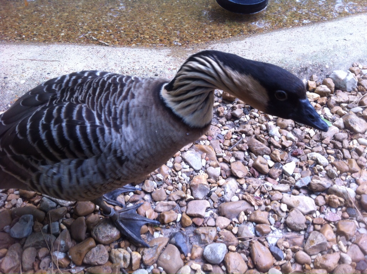 Nene or Hawaiian Goose (Branta sandvicensis)