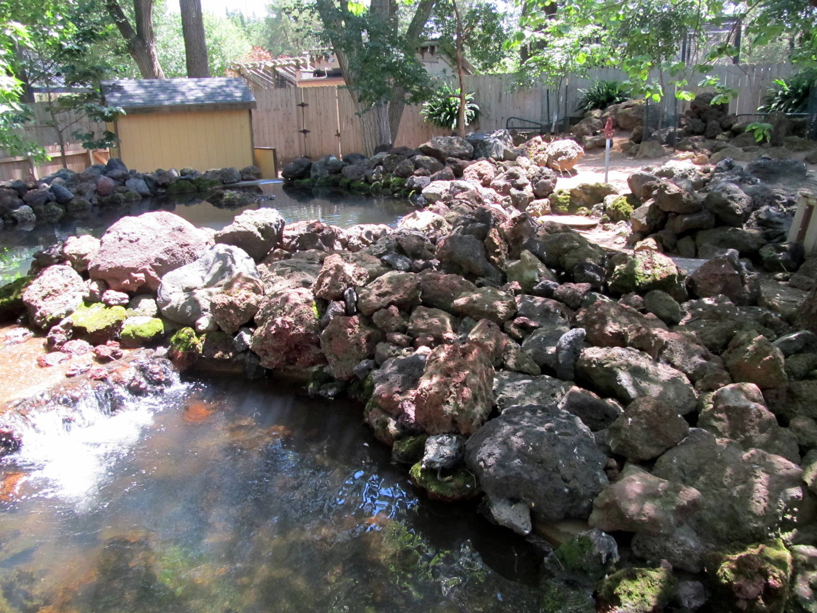 Nene/Reeve's Muntjac Exhibit