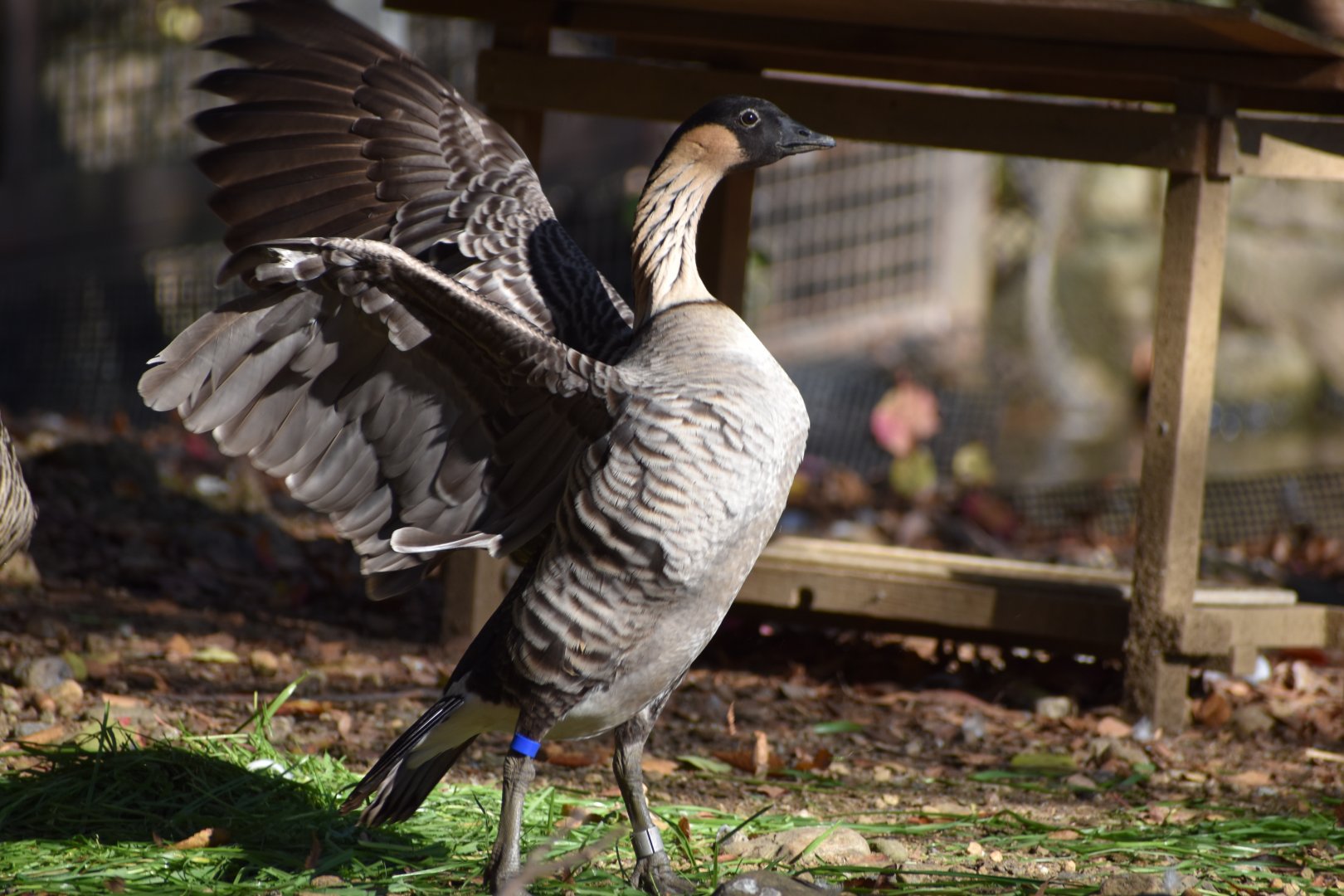 Nene ~ Saitama Children's Zoo