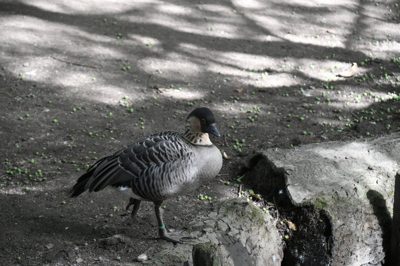 Nene (Zoo Lourosa)