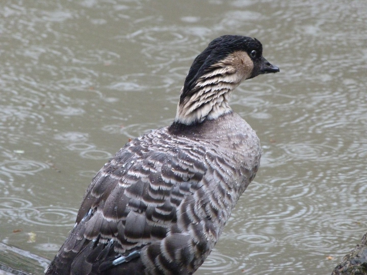 Nene -ZooParc de Beauval (2025)