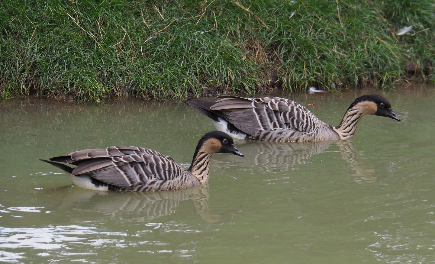 Nenes or Hawaiian geese (Branta sandvicensis), 2020-09-03