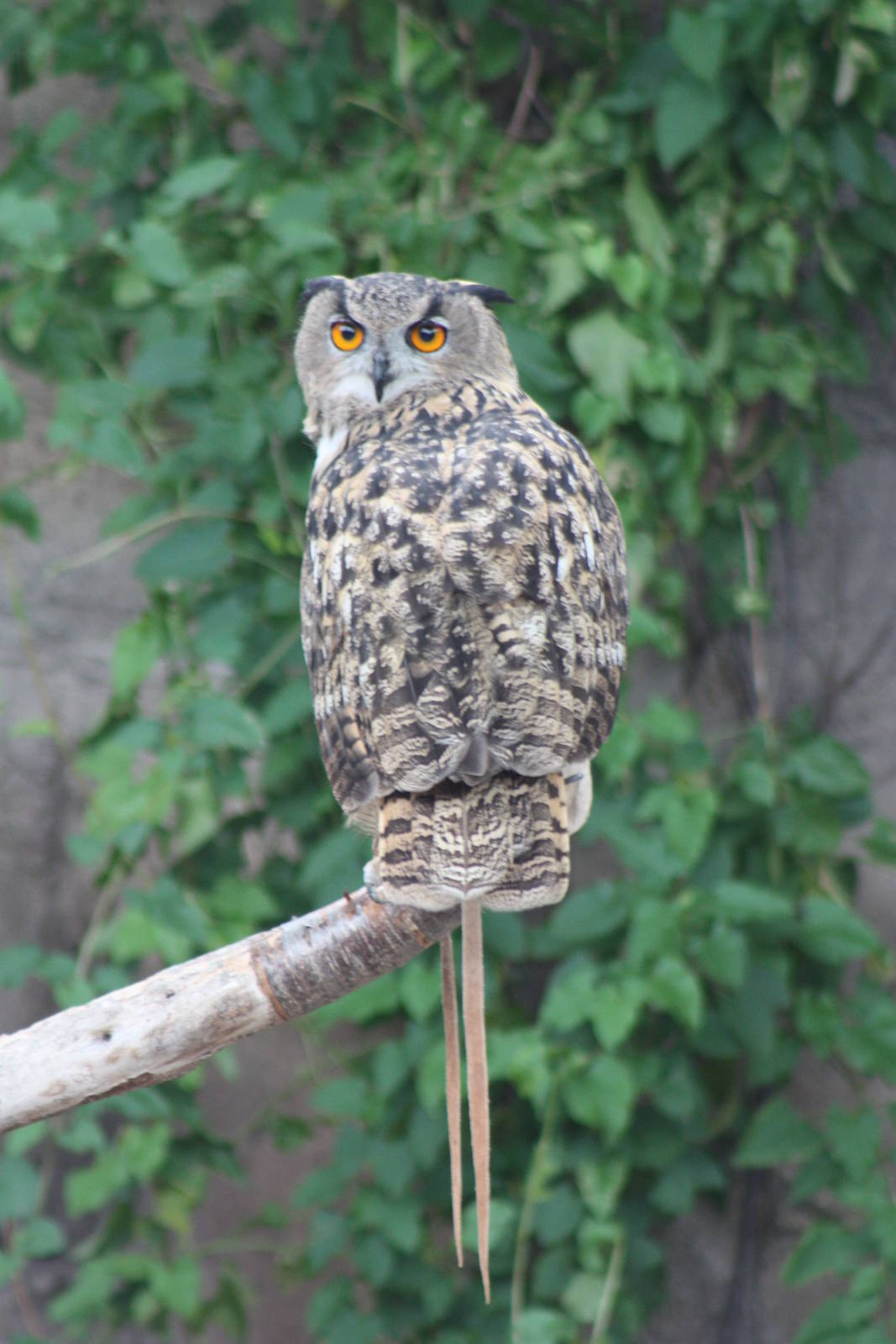 Neo, 30th September 2014