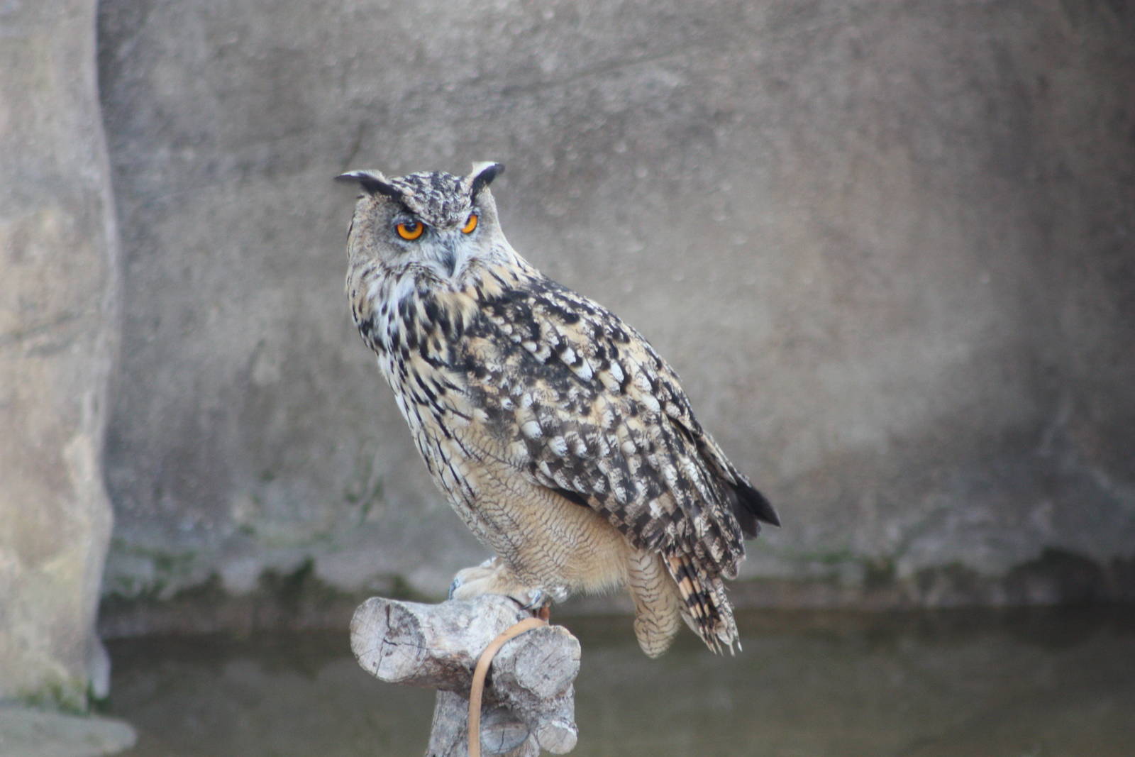 Neo, 4th August 2014