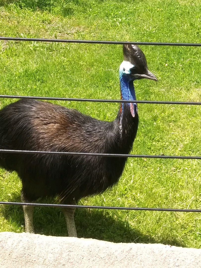Neo the Double Wattled Cassowary (May 28, 2023)
