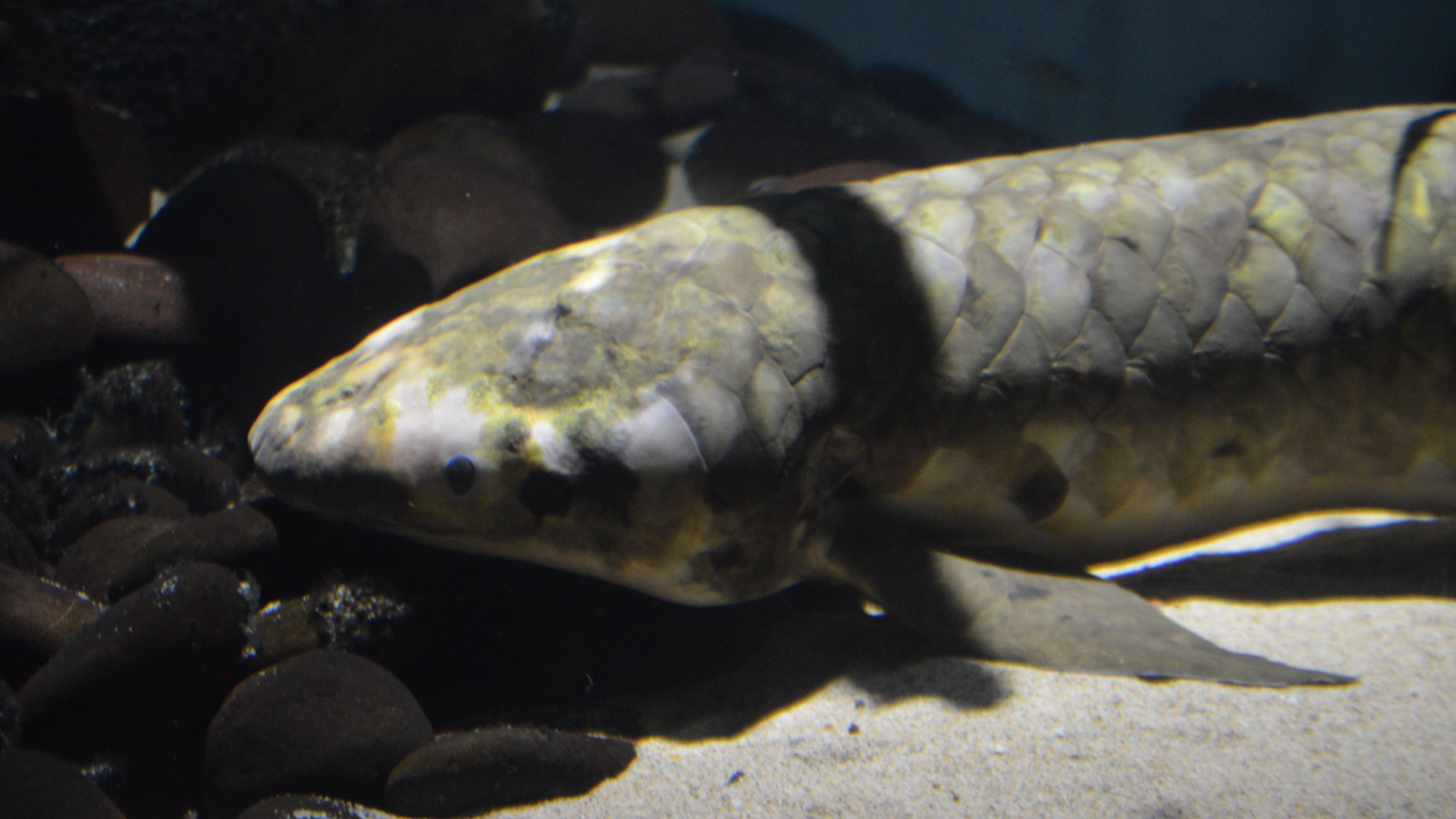 Neoceratodus forsteri (Methuselah)