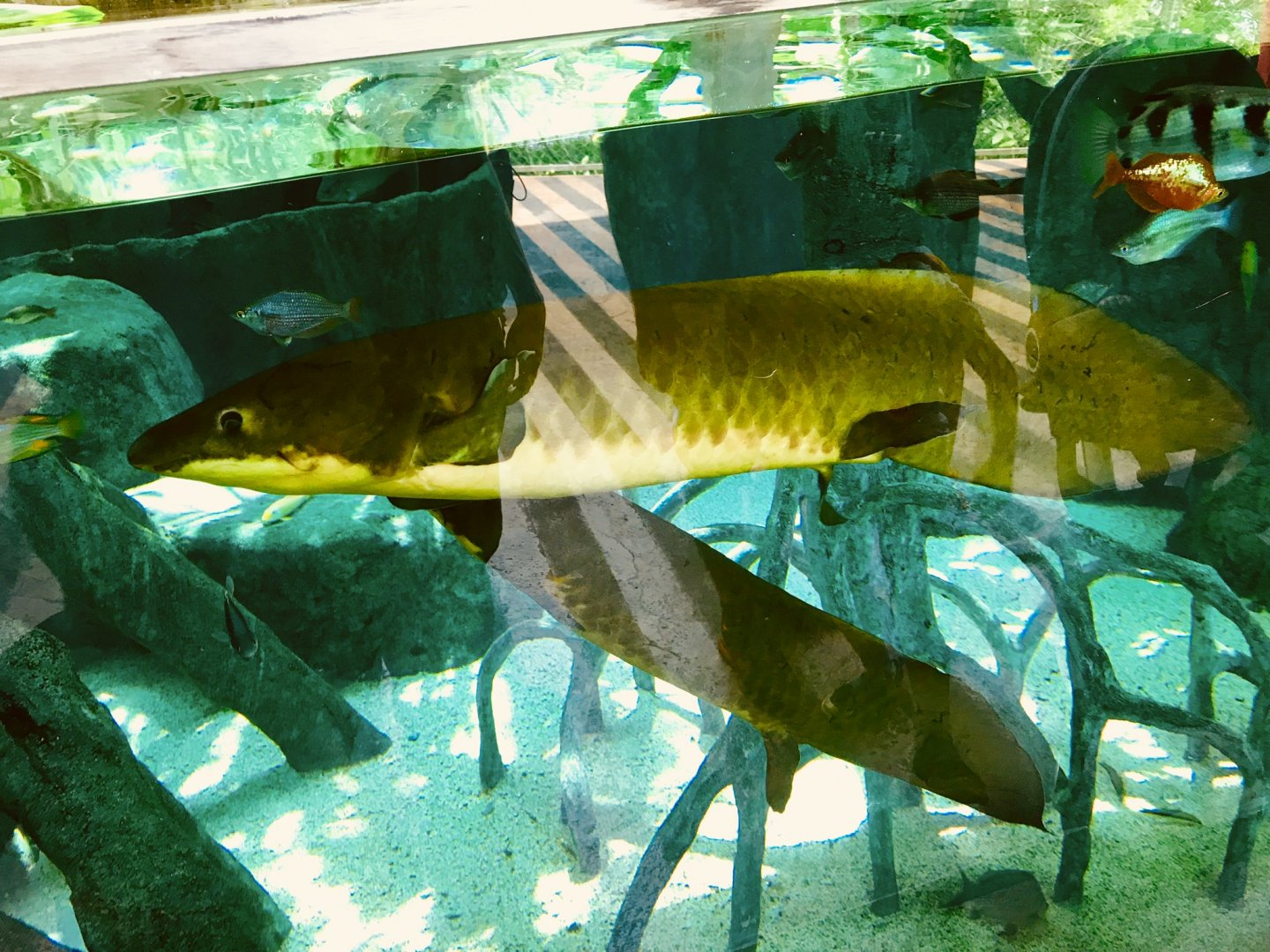 Neoceratodus forsteri / Queensland Lungfish (Old Photo)