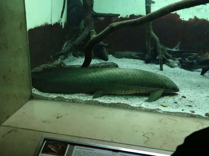 Neoceratodus forsteri