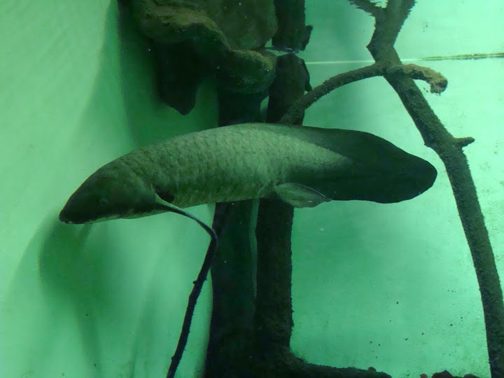 Neoceratodus forsteri