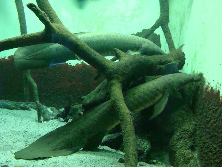 Neoceratodus forsteri