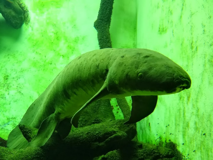 Neoceratodus forsteri