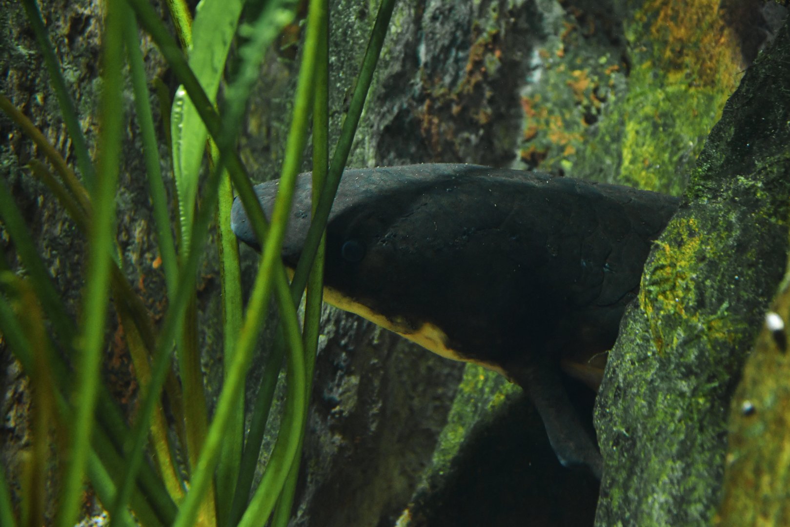 Neoceratodus forsteri