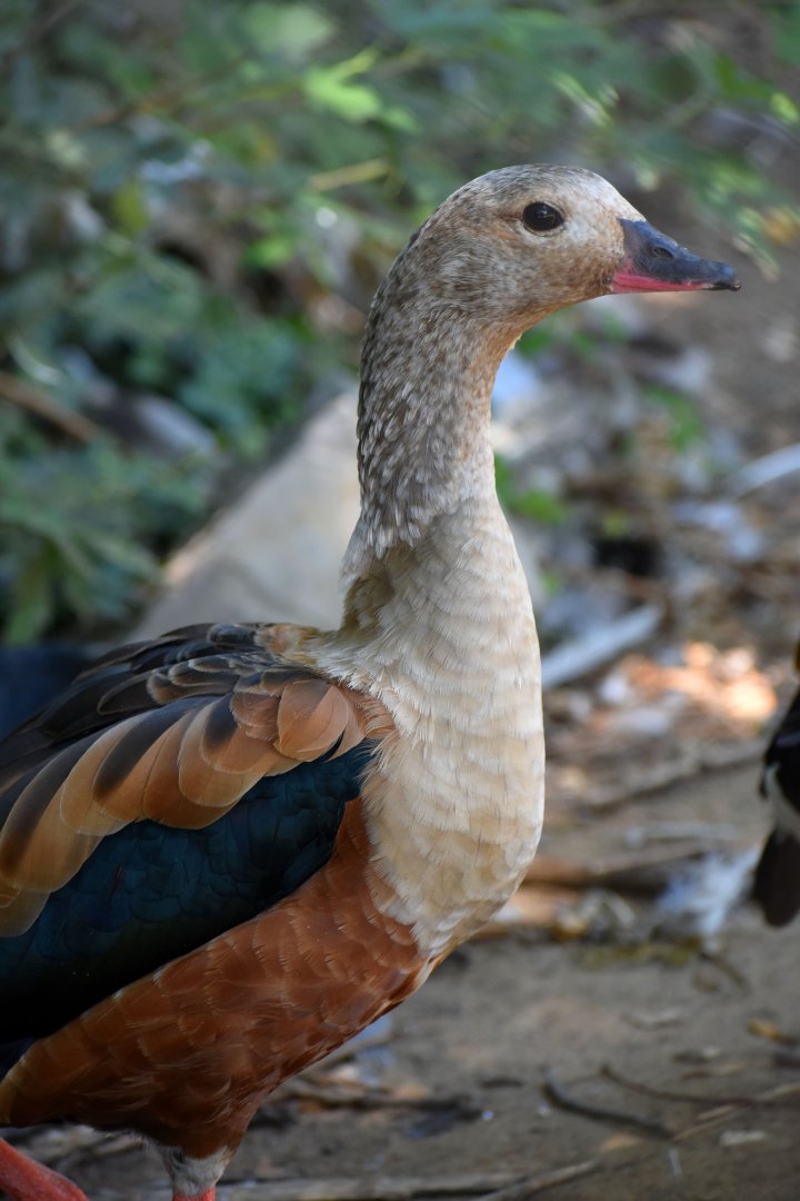 Neochen jubata - Orinoco Goose / Zoo d'Upie 2024