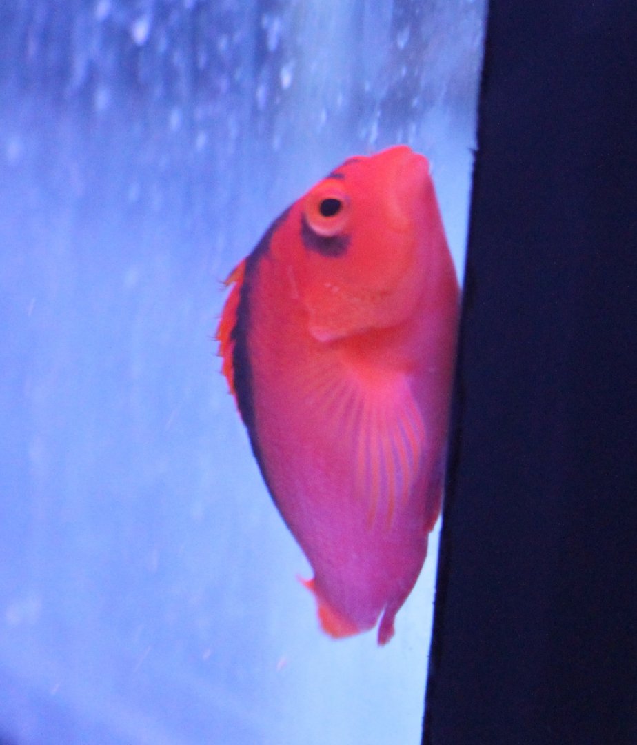 Neocirrhites armatus