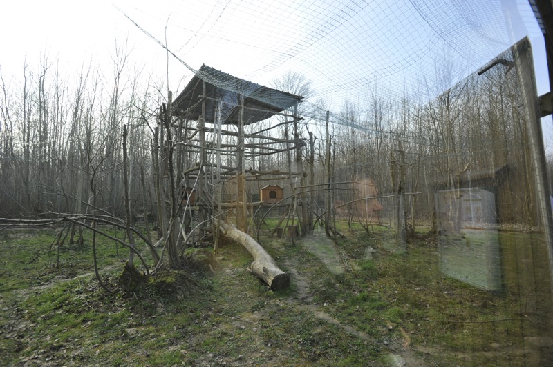 Neofelis nebulosa enclosure