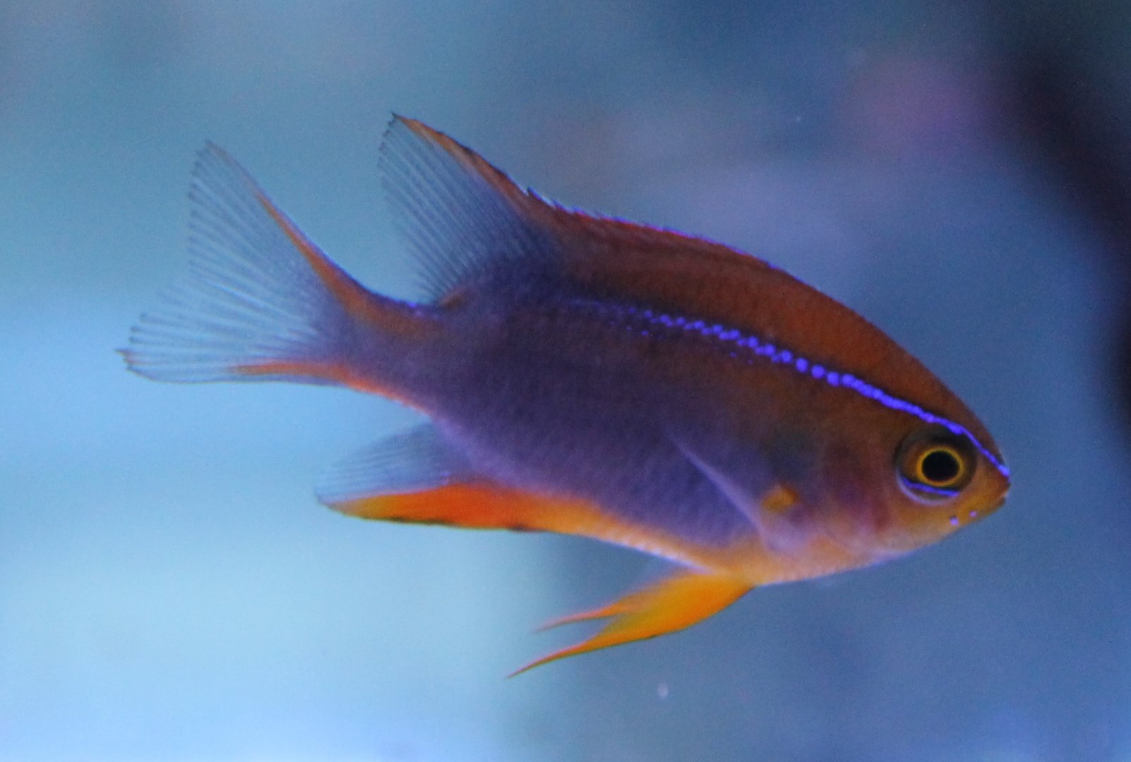 Neoglyphidodon crossi