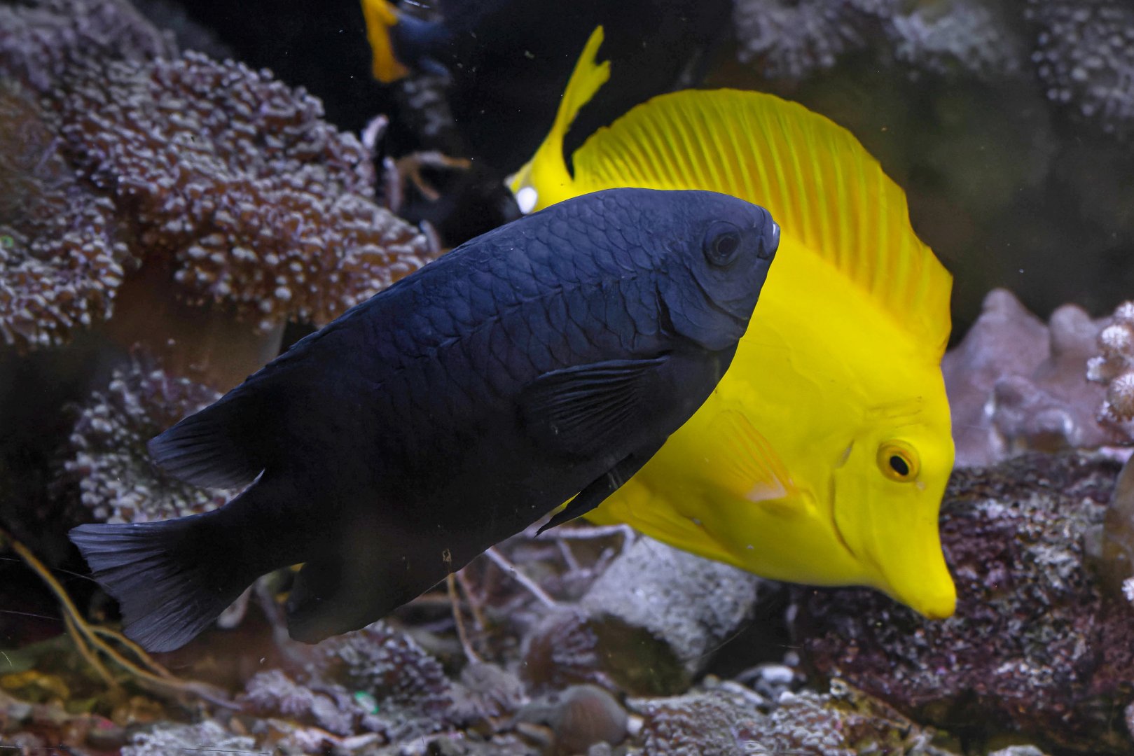 Neoglyphidodon melas? - Schmetterlingshaus Jonsdorf