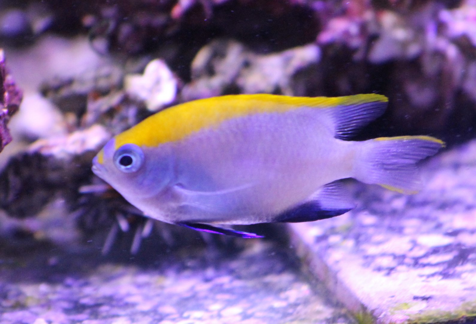 Neoglyphidodon melas