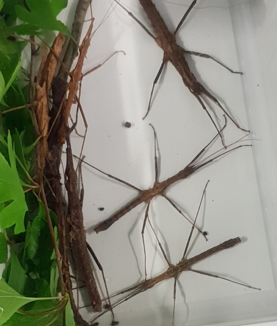 Neohirasea hongkongiensis