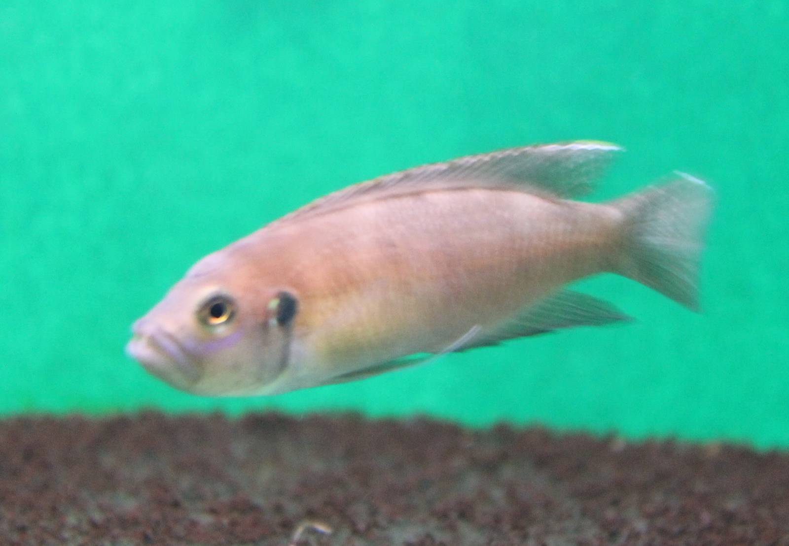 Neolamprologus brevis