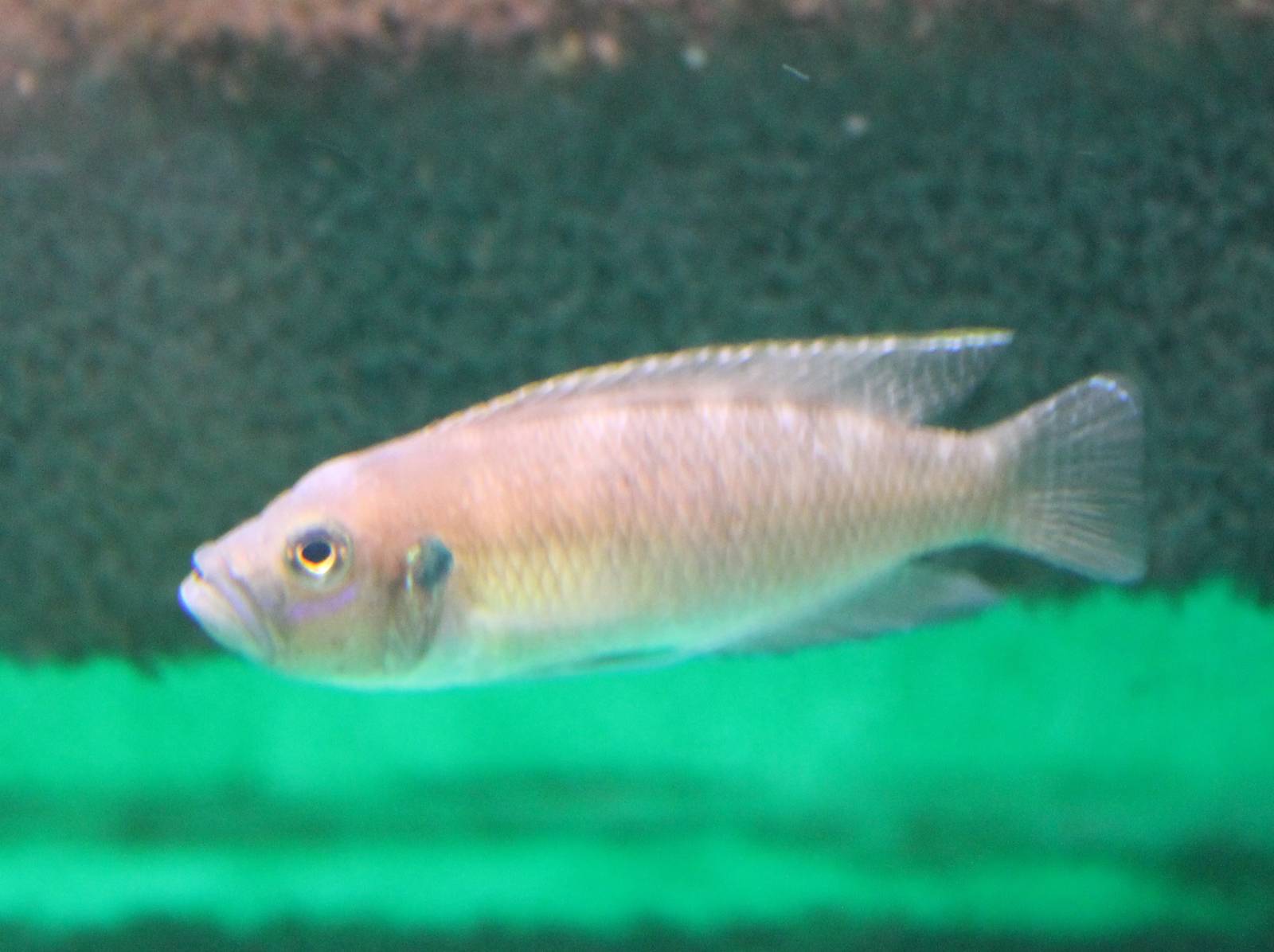 Neolamprologus brevis