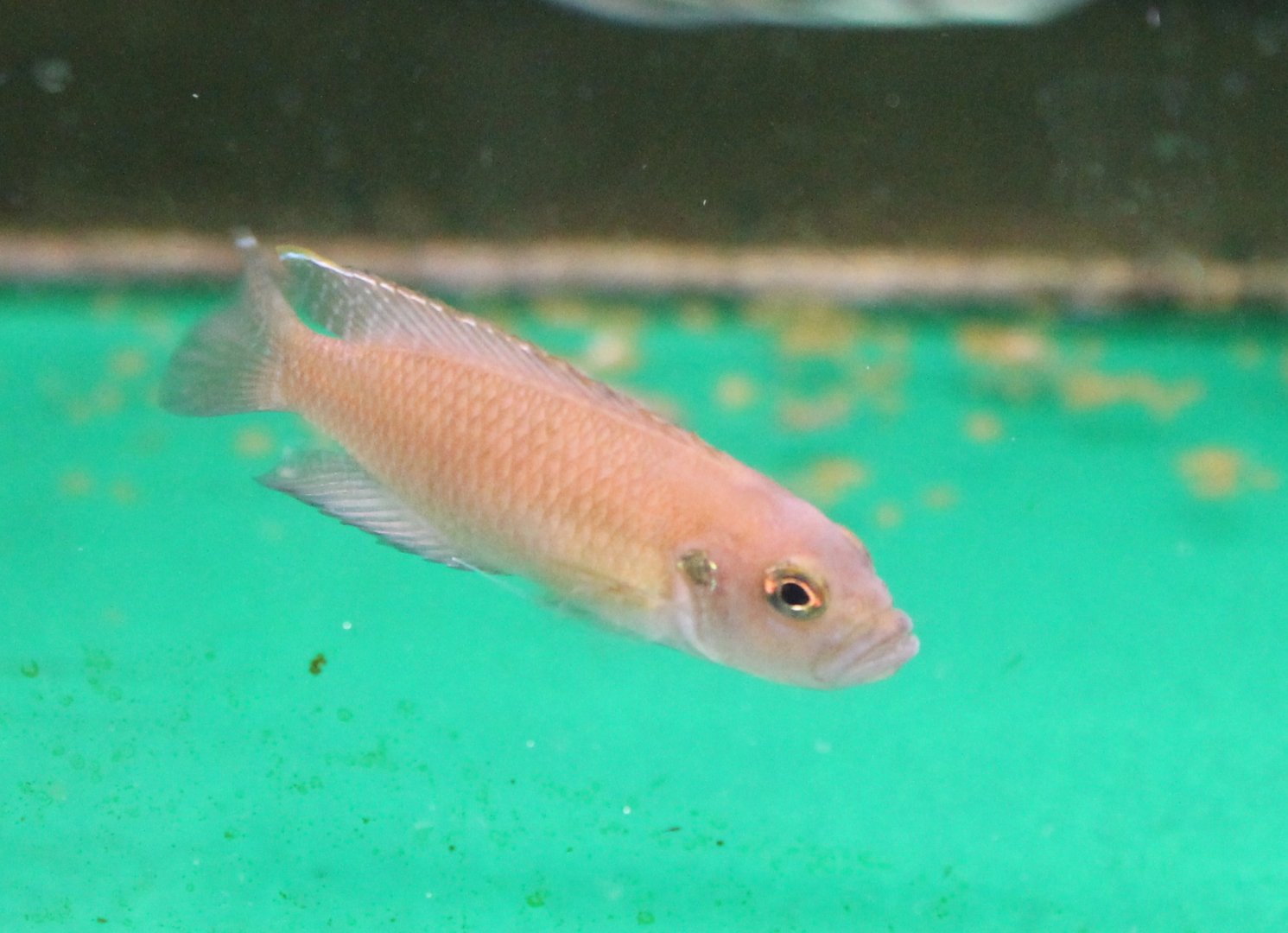 Neolamprologus brevis