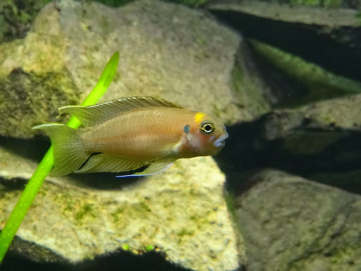 Neolamprologus brichardi