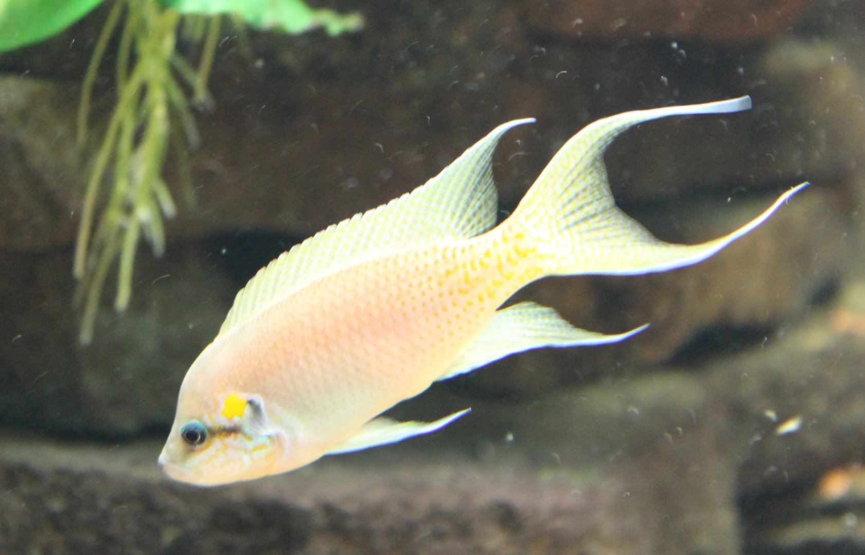 Neolamprologus brichardi