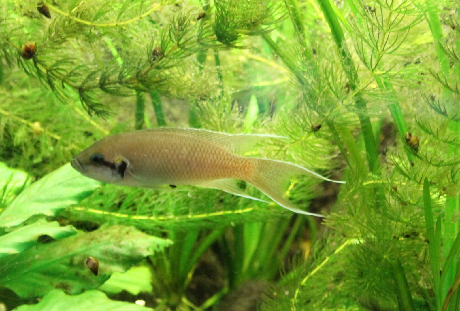 Neolamprologus brichardi