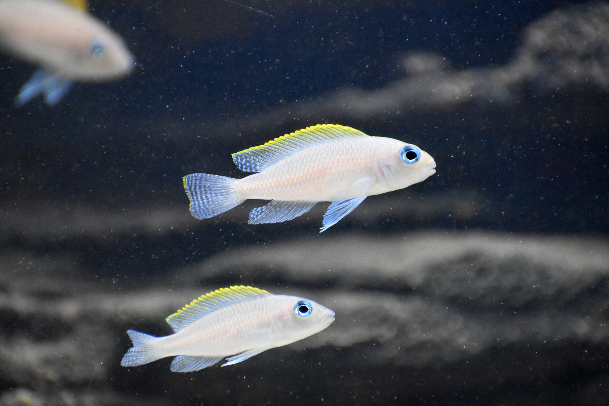 Neolamprologus caudopunctatus