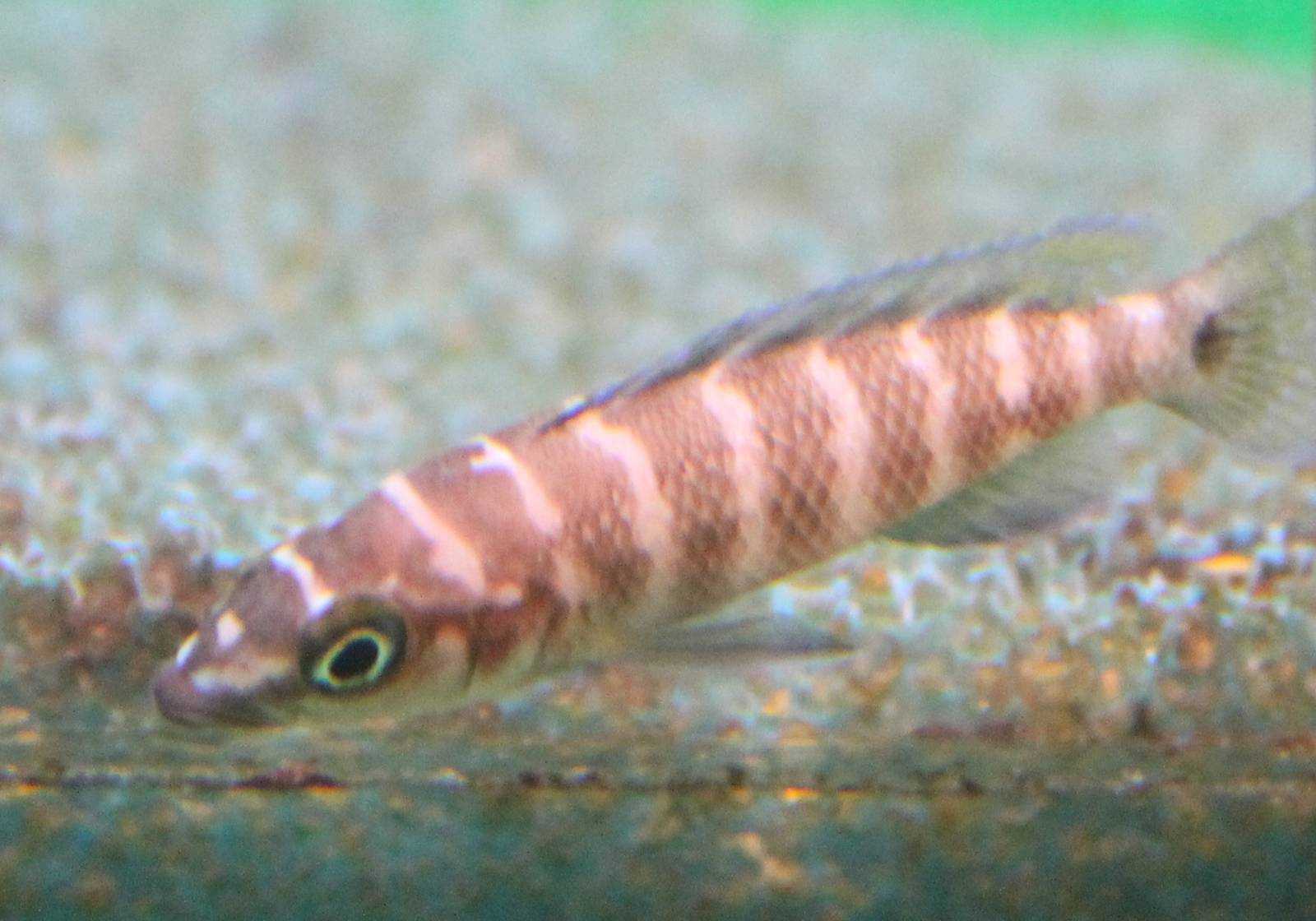 Neolamprologus cylindricus