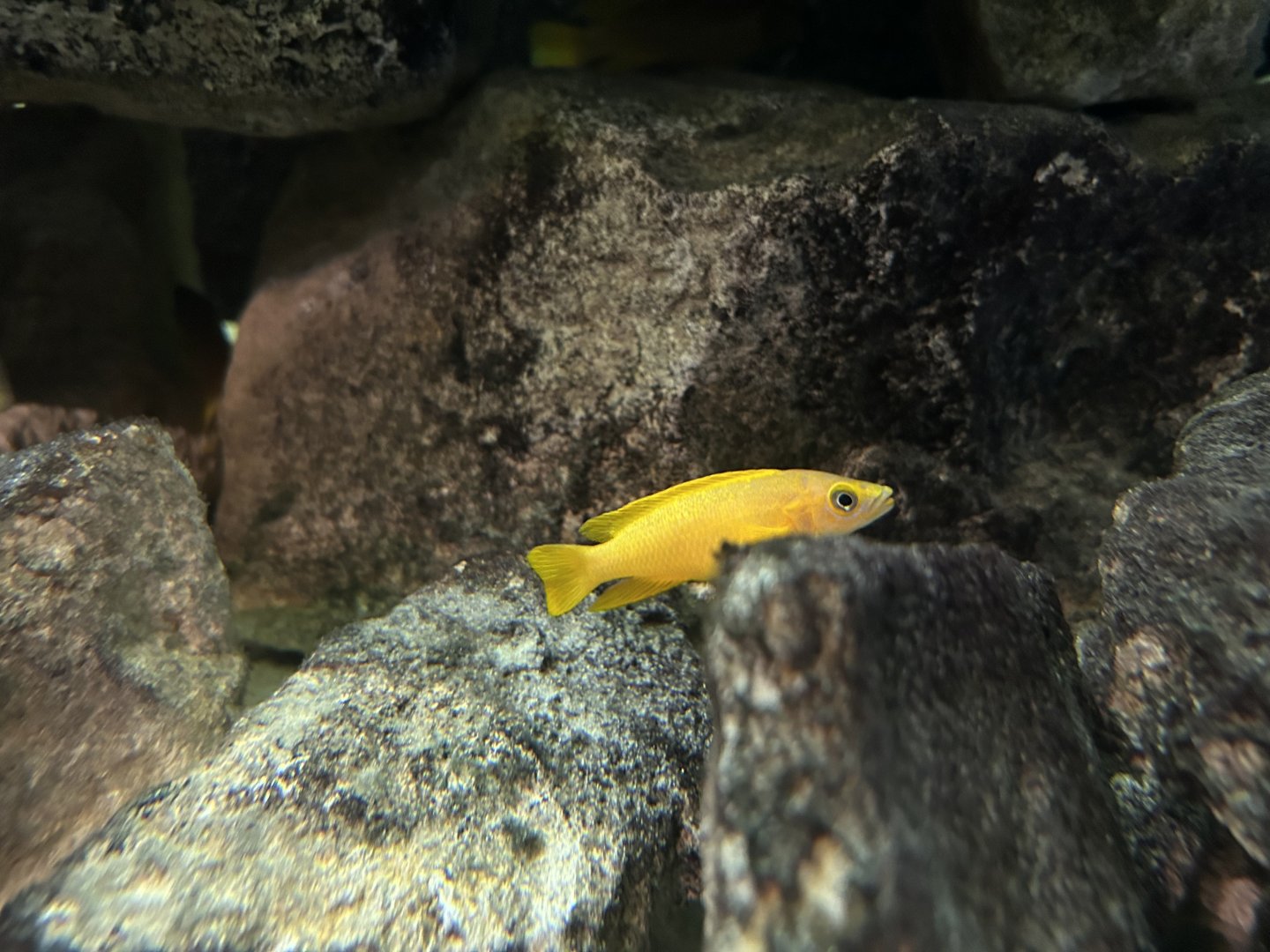 Neolamprologus leleupi ‘lemon cichlid’