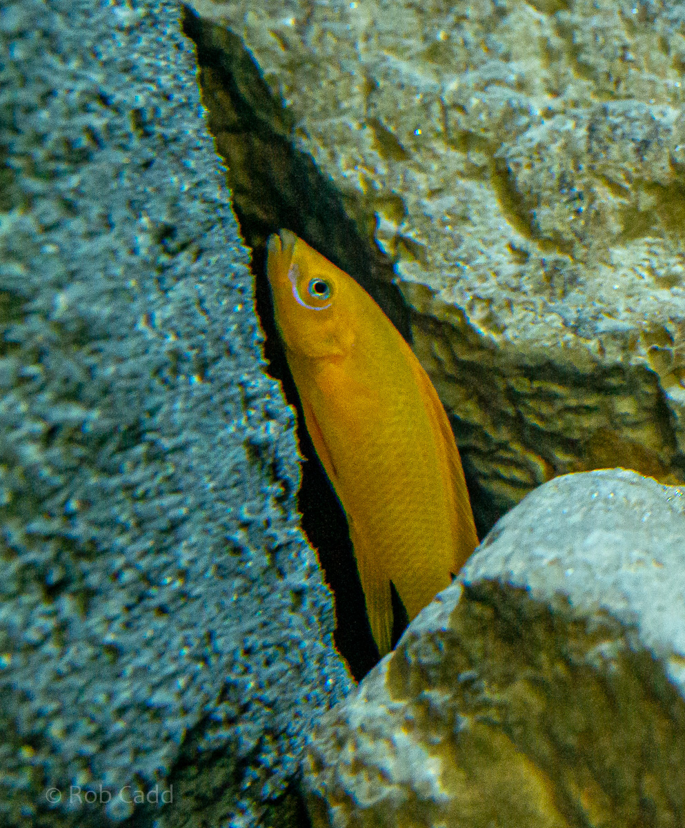 Neolamprologus leleupi : Whipsnade : 06 Sep 2019