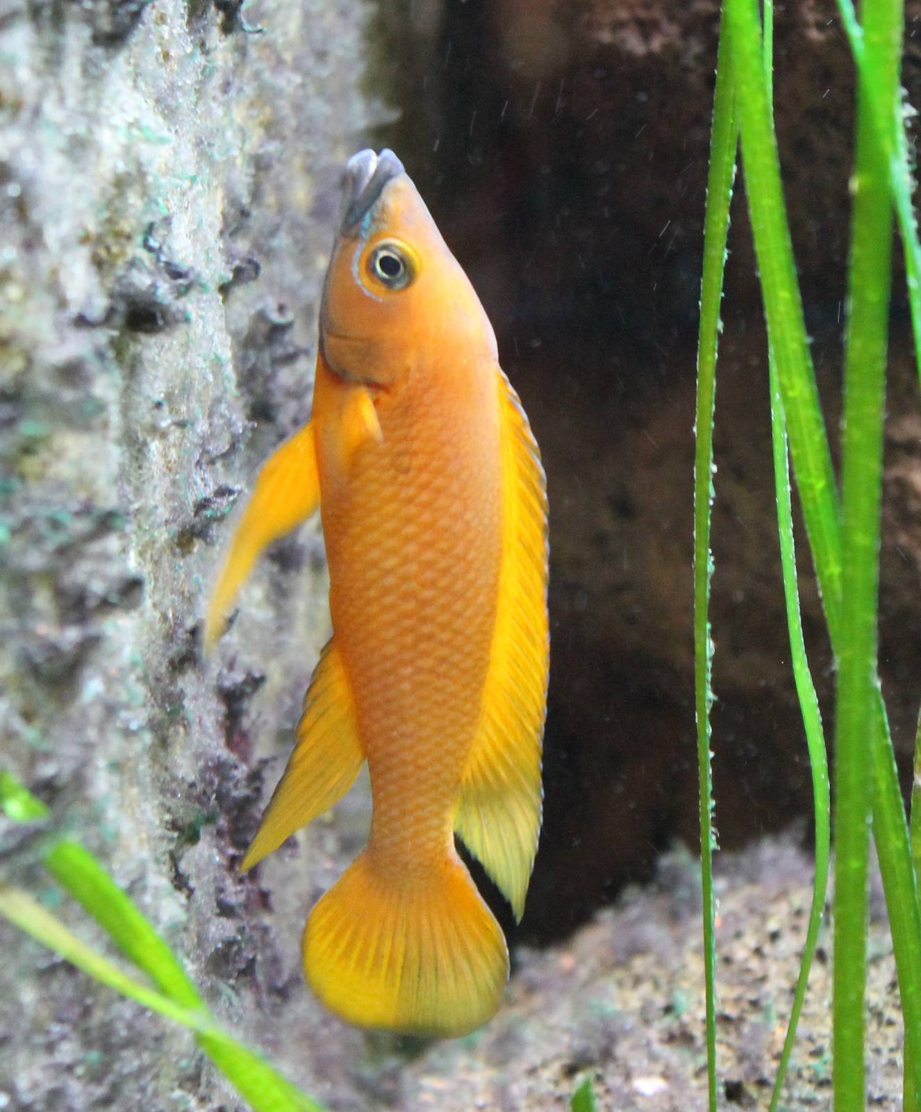 Neolamprologus leleupi