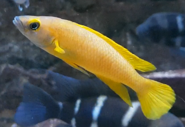 Neolamprologus leleupi