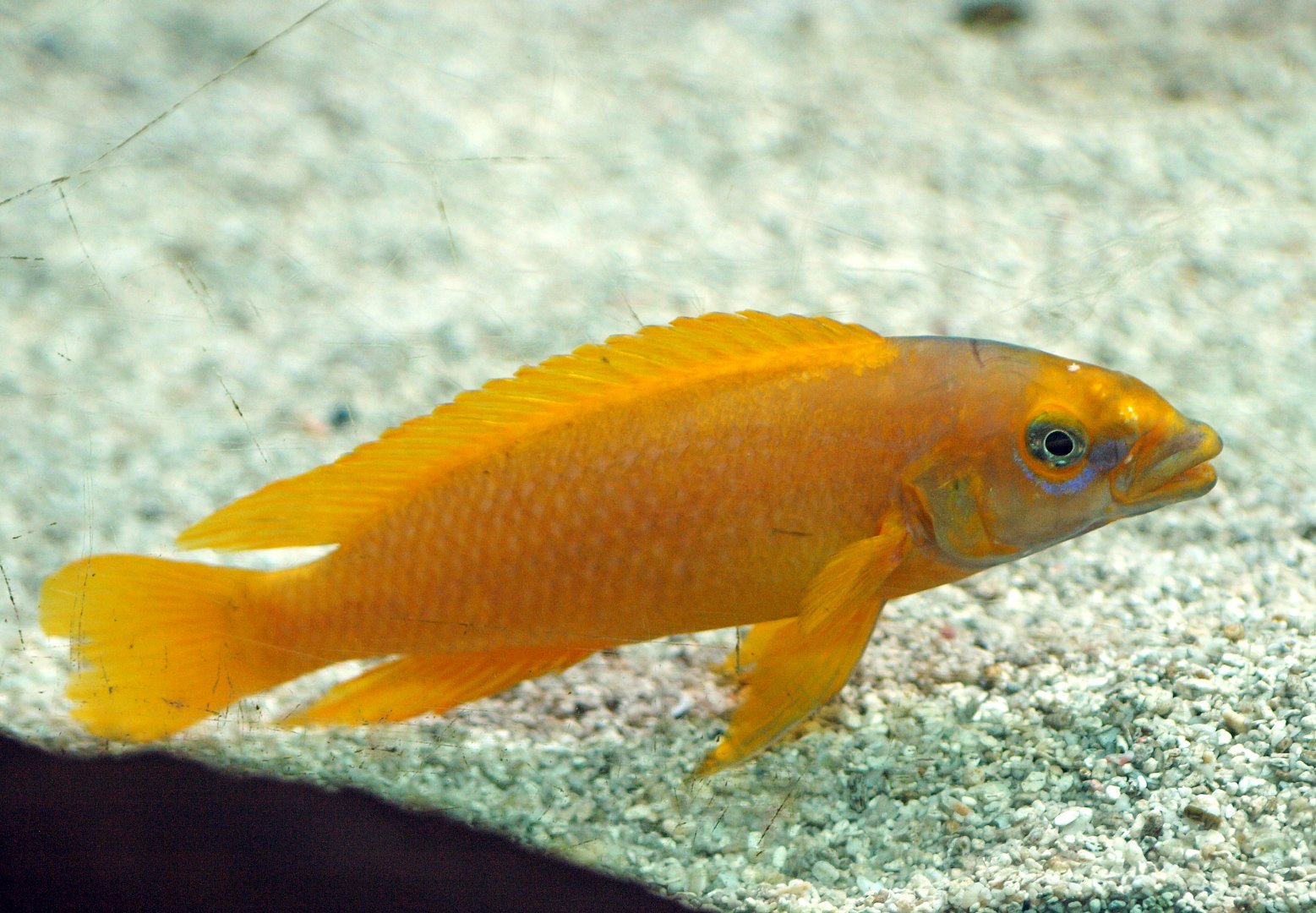 Neolamprologus leleupi