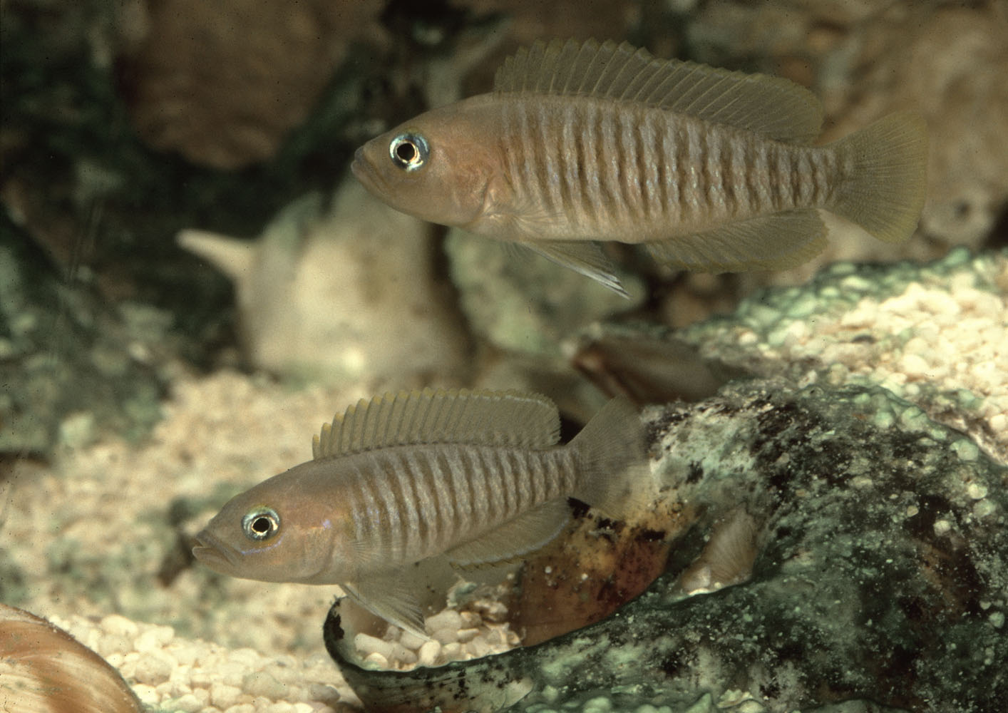 Neolamprologus multifasciatus pair