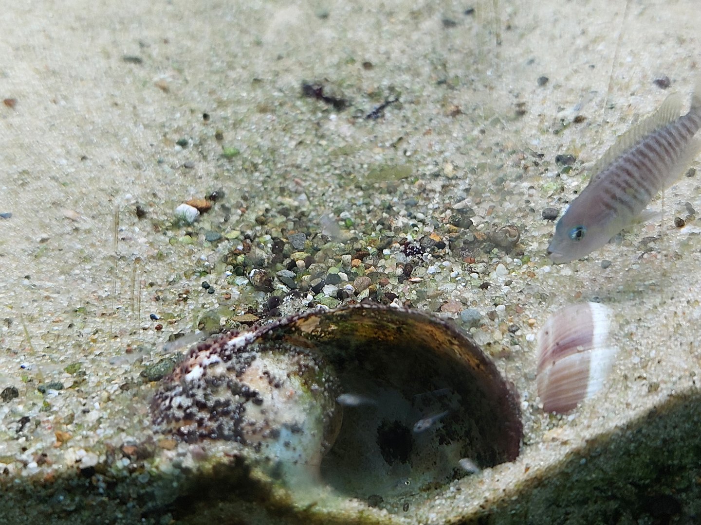 Neolamprologus multifasciatus with offspring in snailshell