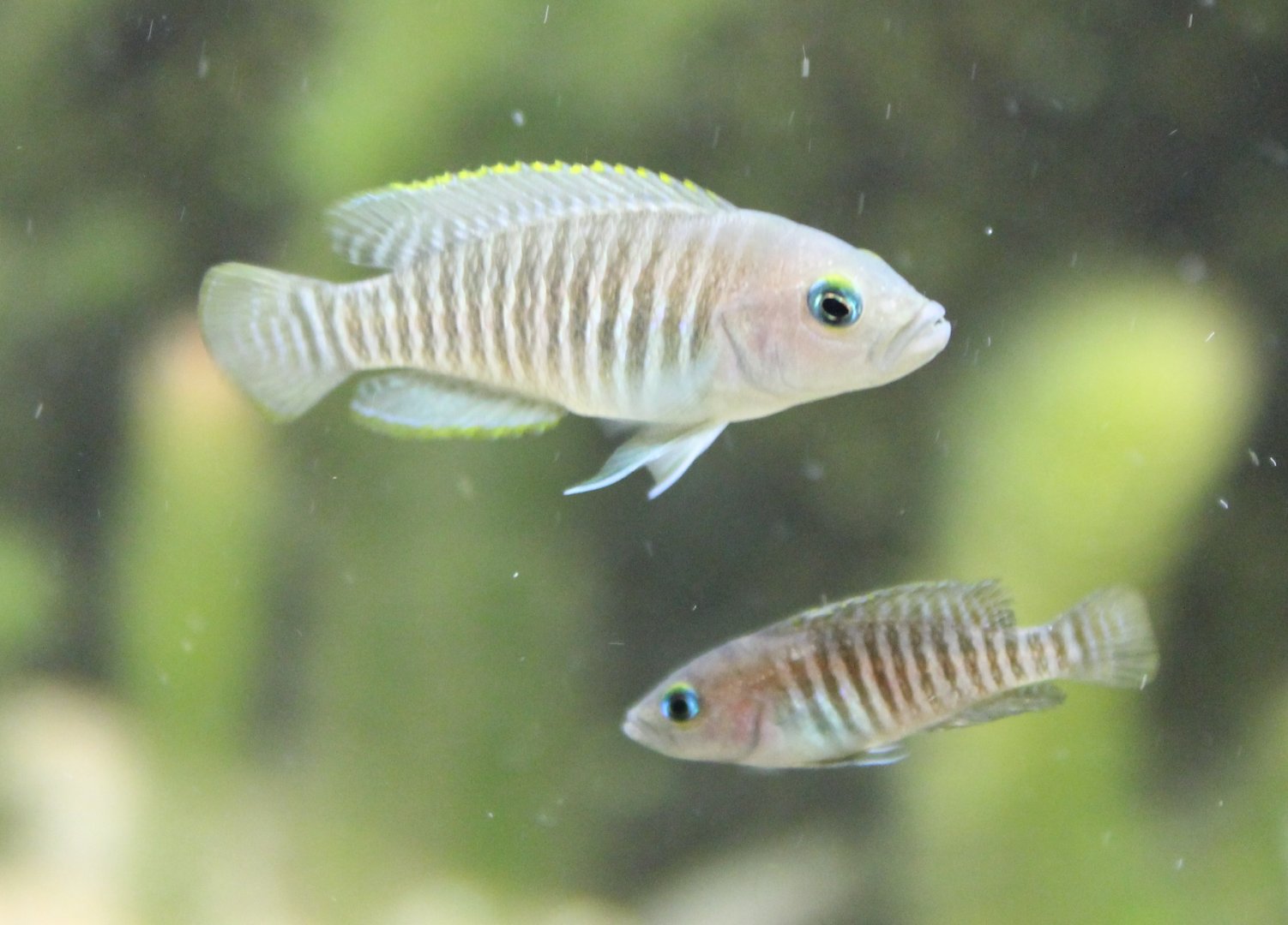 Neolamprologus multifasciatus