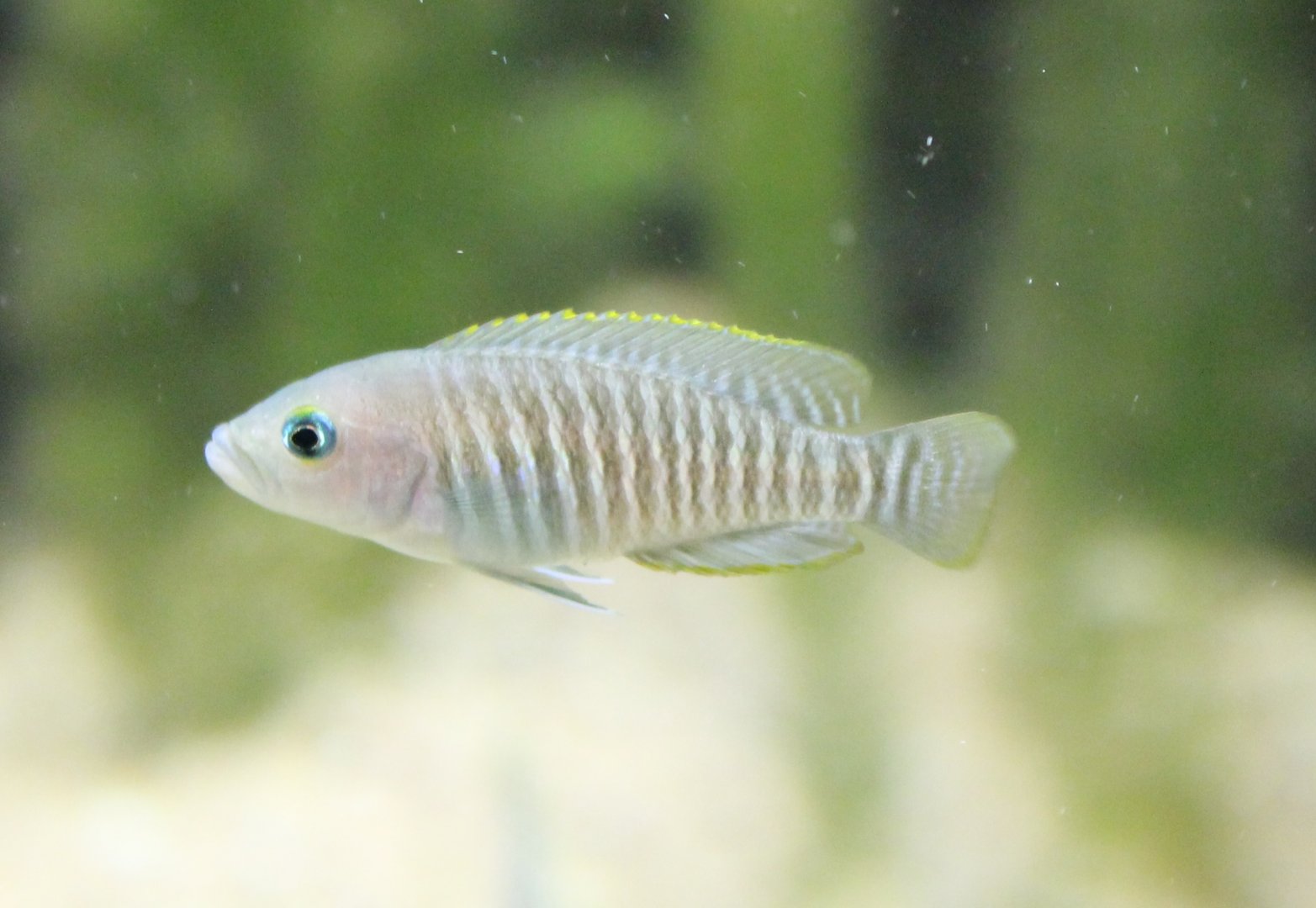Neolamprologus multifasciatus