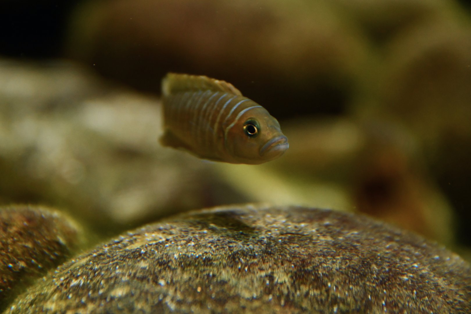 Neolamprologus multifasciatus