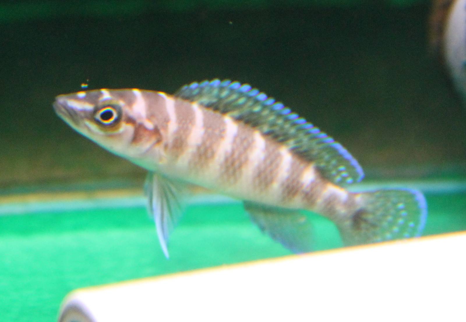 Neolamprologus ( prop. cylindricus )