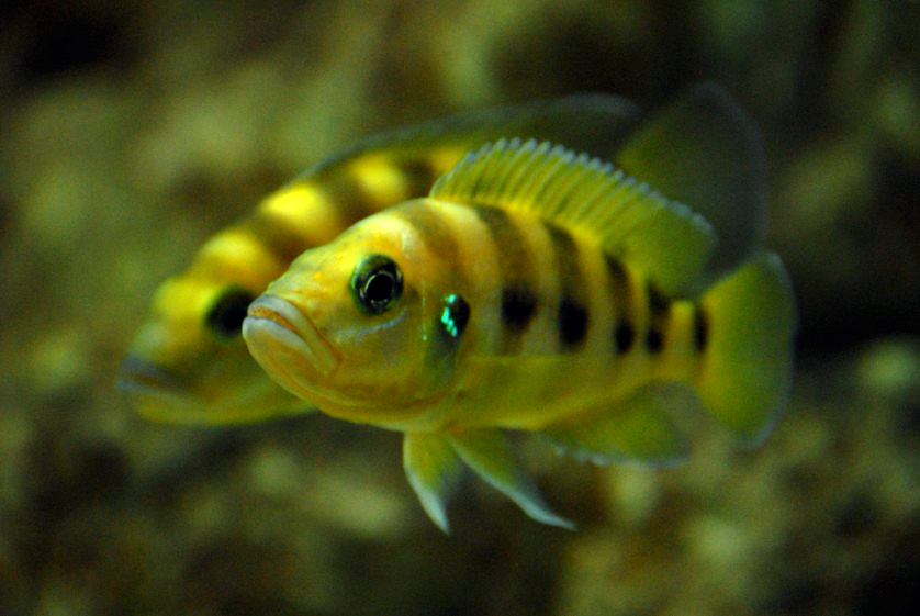 Neolamprologus sexfasciatus gold