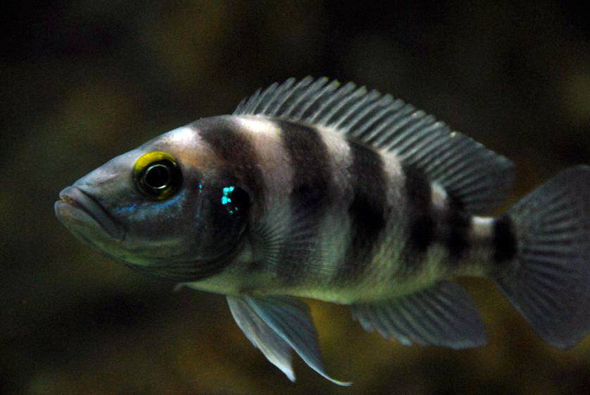 Neolamprologus sexfasciatus