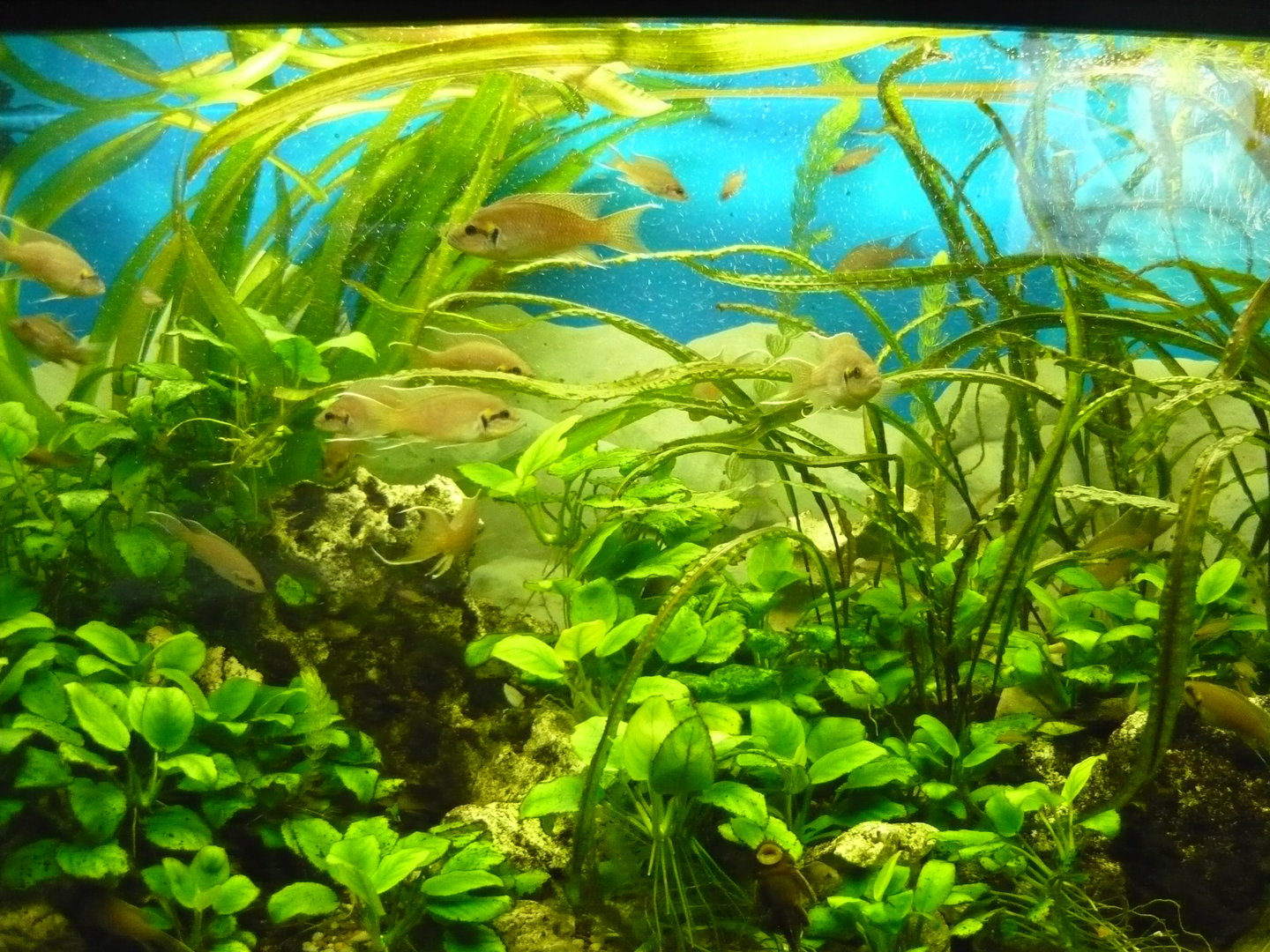 Neolamprologus tank
